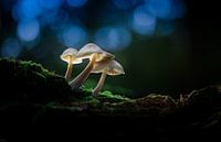 Magic Mushroom in Dark Forest