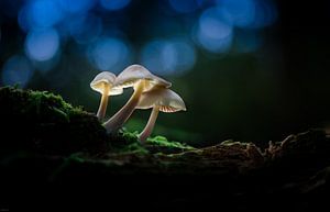 Champignon magique dans la forêt sombre