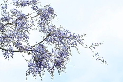 Wisteria. Blauwe regen.