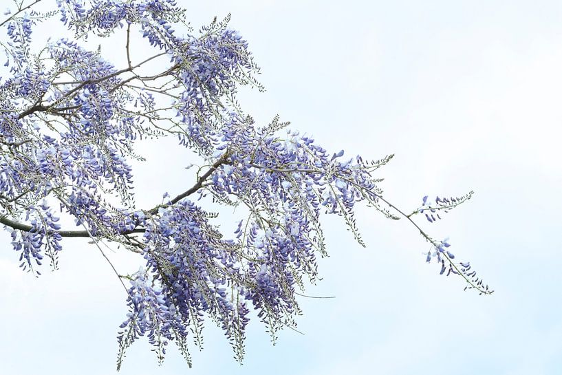 Wisteria. Wisteria. by Alie Ekkelenkamp
