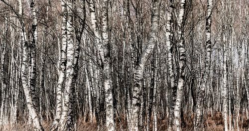 birch logs