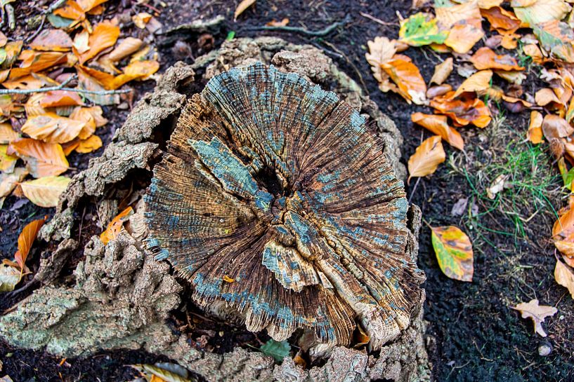 Herbstlich von Roland de Zeeuw