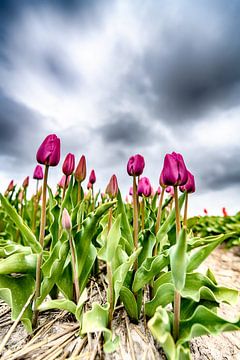 Purple Tulips 2020 A by Alex Hiemstra