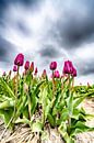 Violette Tulpen 2020 A von Alex Hiemstra Miniaturansicht