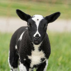 Porträt eines niedlichen braunen und weißen Lamms