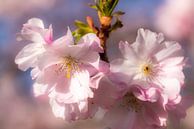 fleur de cerisier rose en macro avec bokeh au printemps par Dieter Walther Aperçu