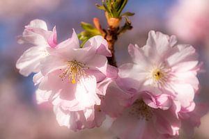 rosa Blüte der Kirsche als Makro mit Bokeh im Frühling