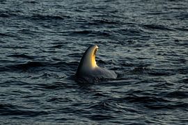 Reed beds in the morning light, Tenerife by Nynke Altenburg