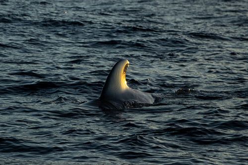 Schilf im Morgenlicht, Teneriffa von Nynke Altenburg