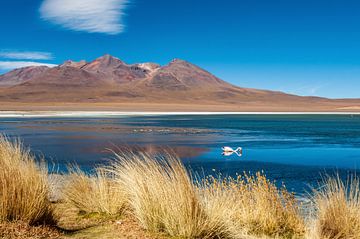 L'herbe des Andes devant la lagune sur Alex Neumayer