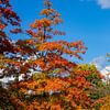 Kleurrijk herfstlandschap van bomen van Animaflora PicsStock