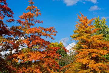 Kleurrijk herfstlandschap van bomen van Animaflora PicsStock