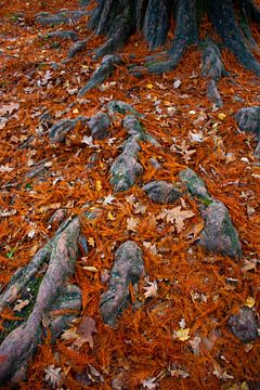 Tree roots Swamp cypress in autumn. by Margreet Frowijn