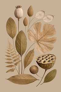 Botanische Trockenblumen Macchiato Natur
