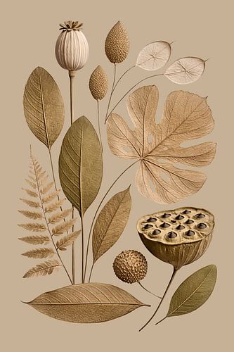 Botanische droogbloemen Macchiato Naturel