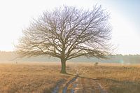 Baum