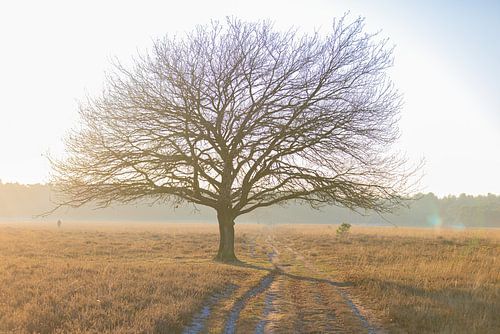 Boom (Zomereik) van Ricardo van den Brink