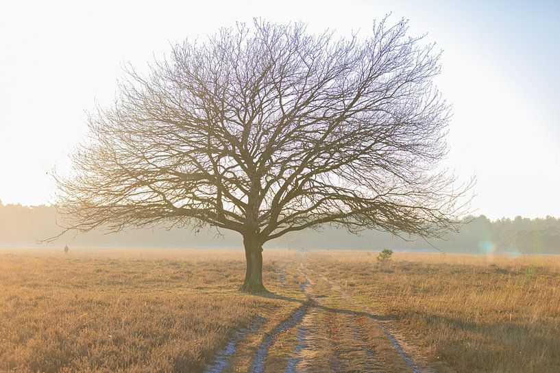 Baum von Ricardo van den Brink
