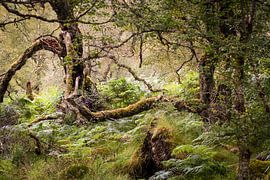 In einem Wald in Schottland