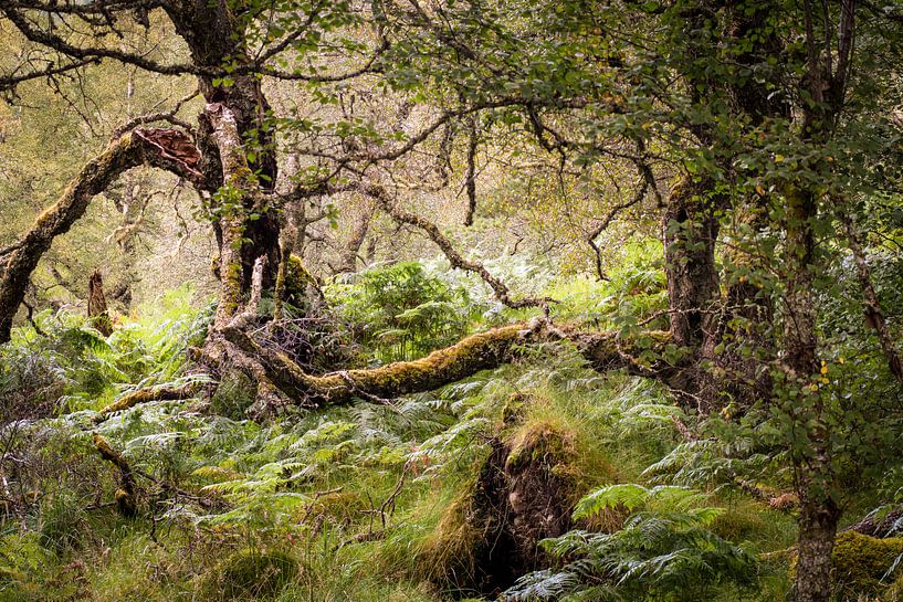 In einem Wald in Schottland von Fred Louwen