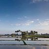 Landscape of young watered rice fields with some coconut palm and a small hut on the island of Bali by Tjeerd Kruse