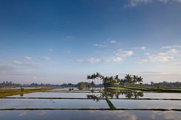 Landschap van jonge bewaterde rijstvelden met wat kokospalm en een kleine hut op het eiland Bali