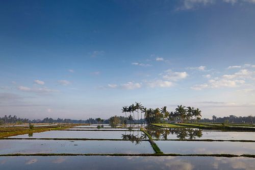 Landscape of young watered rice fields with some coconut palm and a small hut on the island of Bali by Tjeerd Kruse