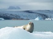 Seal sunbathing on an iceberg in Iceland by Teun Janssen thumbnail