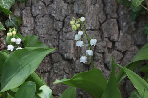 Lelietjes- van- dalen