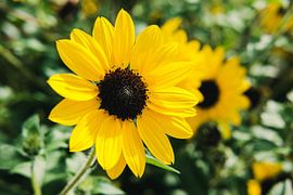 Sunflower by Luis Emilio Villegas Amador