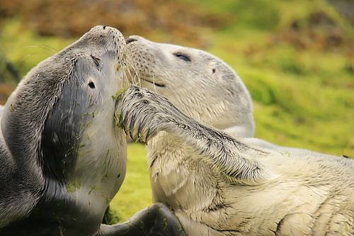 Zeehondenpups op het wad