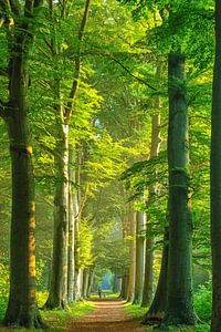 Ents im Wald in Heiloo von Lars van de Goor