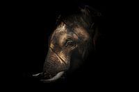 éléphant