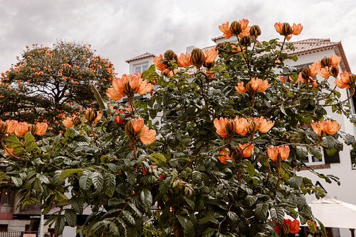 Une magnifique floraison orange à Madère