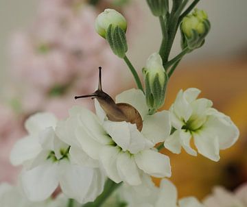 Zacht witte bloemen met bijzondere visite! van Marjon Woudboer