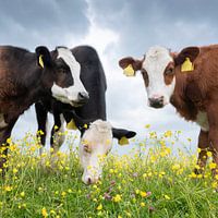 veaux dans une prairie printanière remplie de boutons d'or jaunes