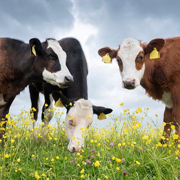 calves in spring meadow full of yellow buttercups by anton havelaar