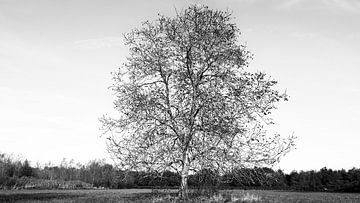 Solitary tree by Cobi de Jong