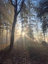Vom Licht gefunden von Joren Hendrikx