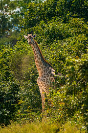 Giraffe, die aus dem dichten Laubwerk im afrikanischen Busch hervorschaut von Johannes Jongsma