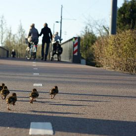 Running ducks van Elise Croese