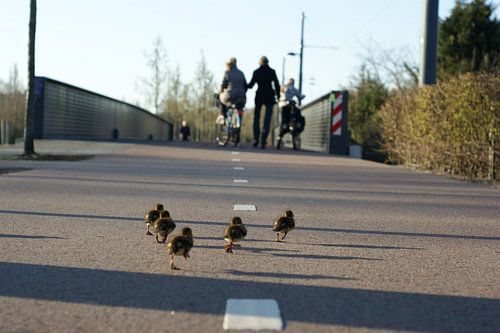 Running ducks