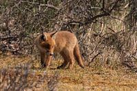 Young fox on a voyage of discovery