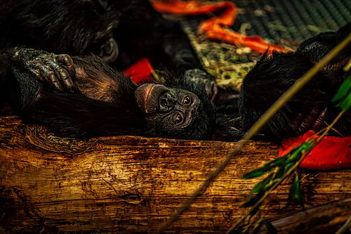 Branche de singe sur PhotoCord Fotografie