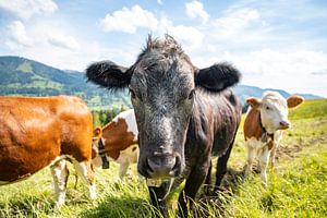 Douce vache de l'Allgäu