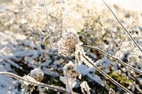 Sneeuwbloem