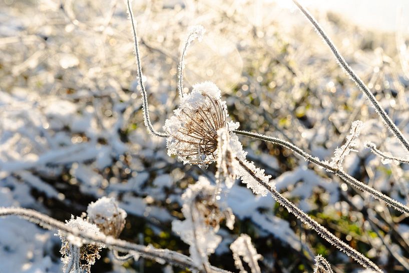 Sneeuwbloem van Willy Sybesma