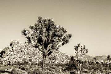 Sepia Tone Beauty - Joshua Tree NP