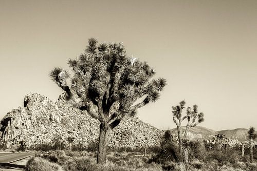 Schönheit in Sepiatönen - Joshua Tree NP von Joseph S Giacalone Photography