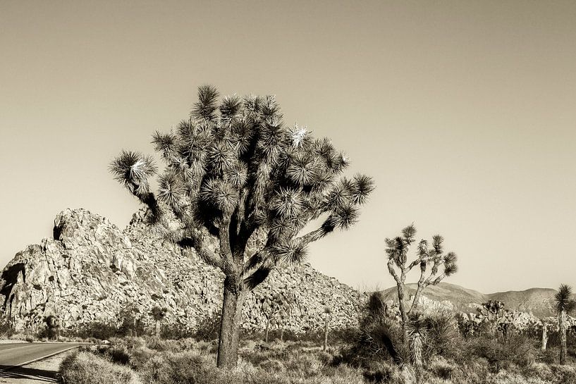 Beauté sépia - Parc national de Joshua Tree par Joseph S Giacalone Photography